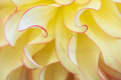 Dahlia-10