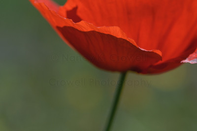 european poppies-4