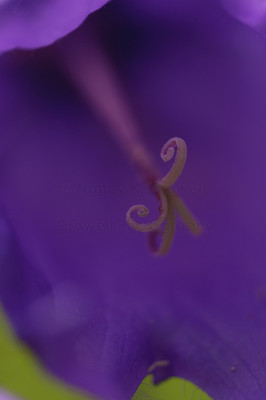 deep purple bellflower-1