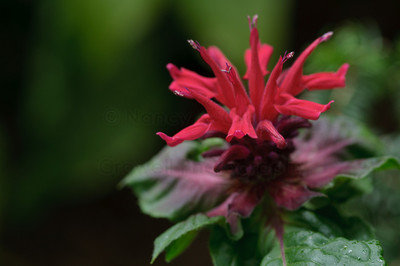monarda-4
