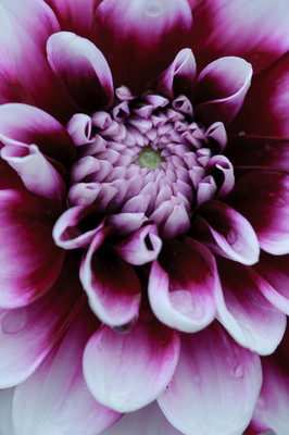 Dahlia 20