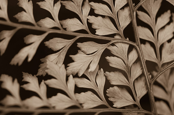 fern patterns