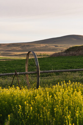 irrigated-2