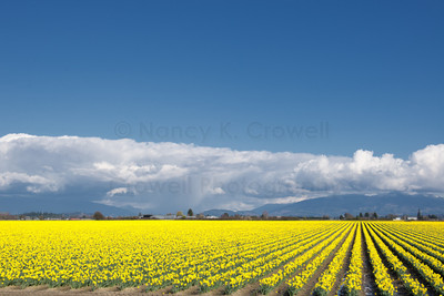Daffodils of Skagit Valley-4
