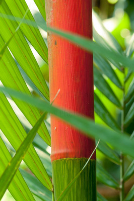 bamboo-2