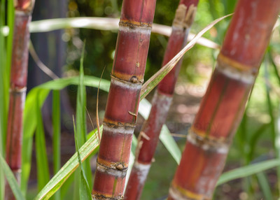 Sugar Cane