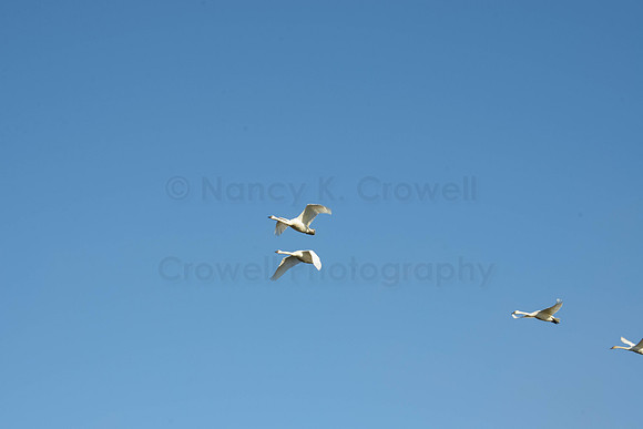 Swans-4