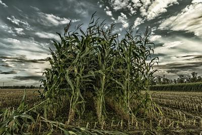 Moody Cornfield (landscape)