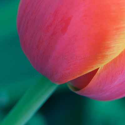 Tulip 14