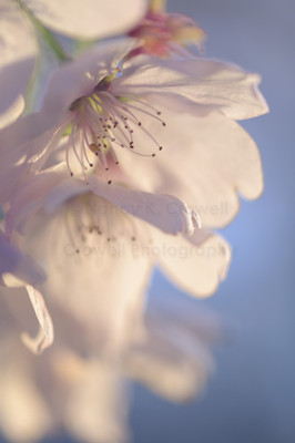 Blossom 11