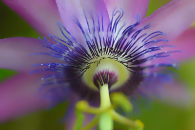 Purple Passiflora, (landscape)