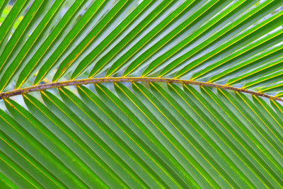 Frond 3