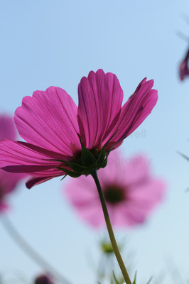 Cosmos-5
