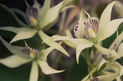 Orchid 8