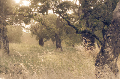 California-2