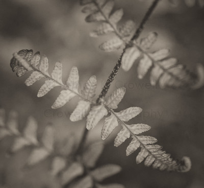 Fern Study-2