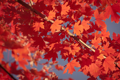 red leaves-7