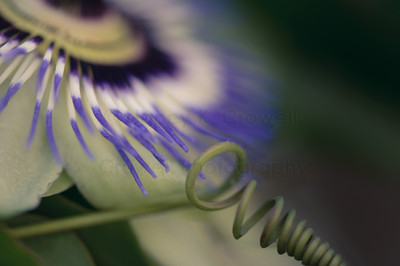passion flower-7