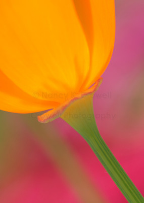 California poppy-8