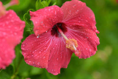 Pink Hibiscus