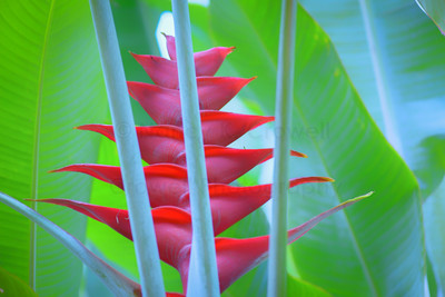 Red Heliconia
