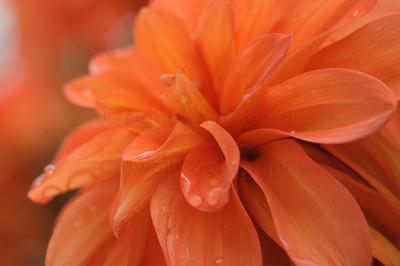 Dahlia 11