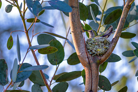 Nesting Hummer-2