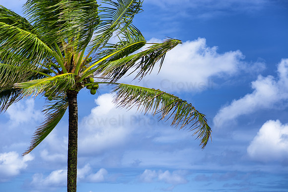 Windy Coconut Palm