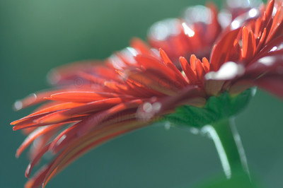 side gerbera-2