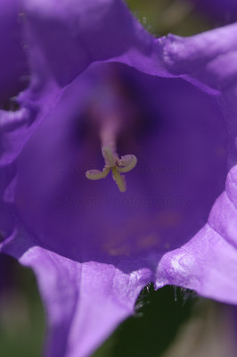 deep purple bellflower-2