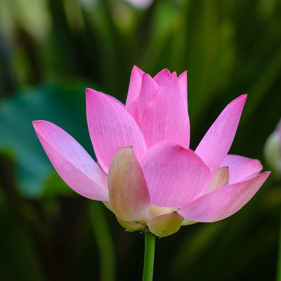 Lotus square