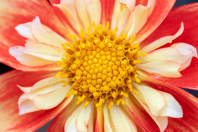 Dahlia-13