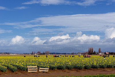 Daffodils of Skagit Valley-2