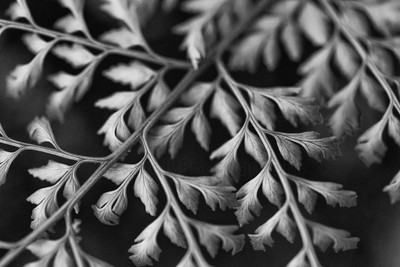 Fern Study-3