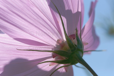 Cosmos-18