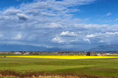 Daffodils of Skagit Valley-3