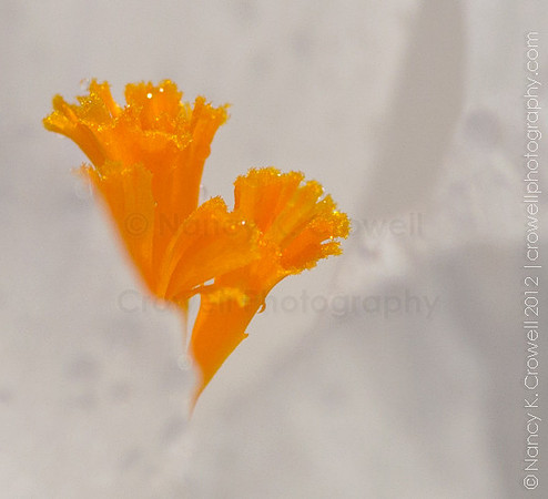 White Crocus close-up