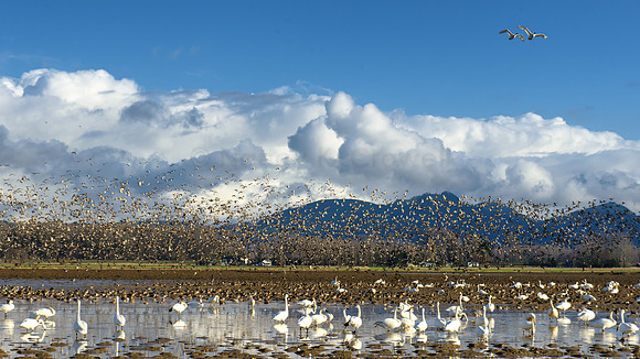 SkagitBirds-