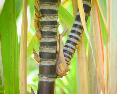 Sugar cane 2