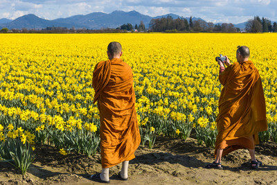 Monks Among the Dafs