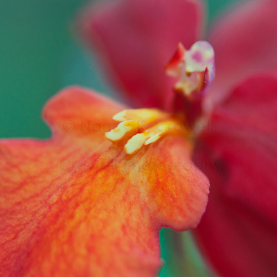 orchid (1 of 12)