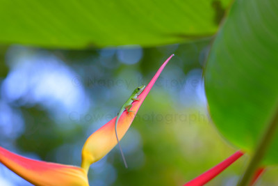 Helcionia with Green Anole