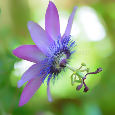 Purple Passiflora, square