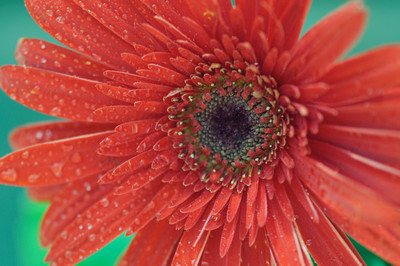orange gerbera daisy-1