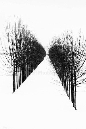 Winter Trees-3