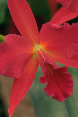 Orchid 3