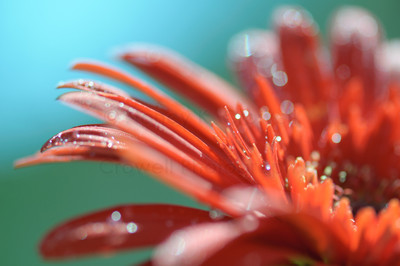 orange gerbera 2.5