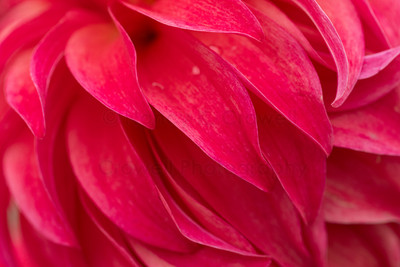 Dahlia-3