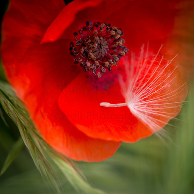 Dandelion on Poppy