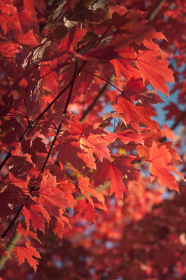 red leaves-1